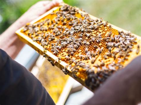 How Do Beekeepers Get Bees Beeopic Beekeeping
