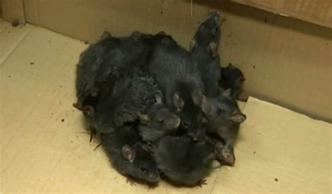 Rare Rat King Found Alive In Estonia
