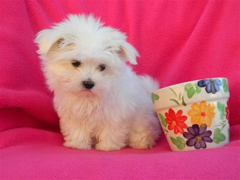 Cute Puppy Dogs Teacup Maltese Puppies