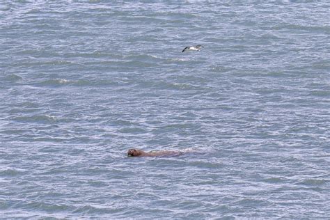 Wally The Walrus Back In Ireland As Mammal Spotted In Waterford After Big Trip Around Europe