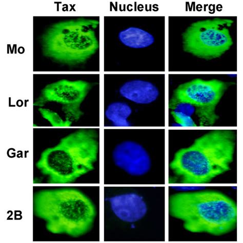 Intracellular Location Of Tax 2 Proteins In Cos 7 Cells Download