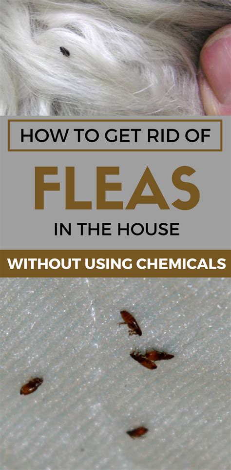 learn how to get rid of fleas in the house without using chemicals in 2020 home remedies for