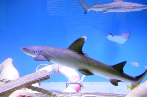 What Is The Smallest Shark For An Aquarium Aquarium Views
