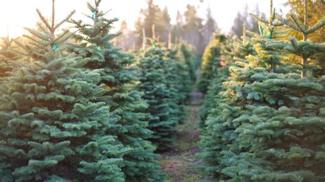 Christmas Tree Farms Around The Capital Region