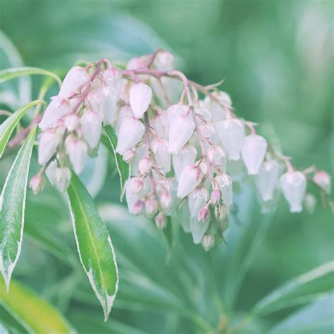 How To Grow And Care For Japanese Pieris Easy Way To Garden