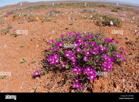 Desert Blooms Pink Flowers After Heavy Rainfall In The Karoo Desert