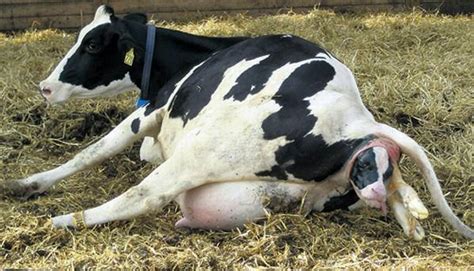 reducing disease risk in calving cows farm safely