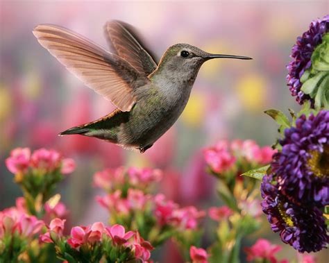 Hummingbird In Colorful Garden Photograph By William Lee Fine Art America