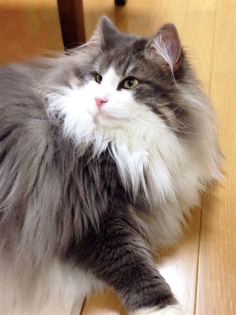 Fluffy Cat Breeds My Norwegian Forest Cat Boots Is A Twin To This
