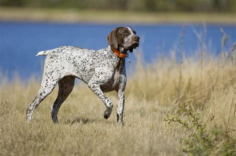 German Shorthaired Pointer Ultimate Guide Pictures Characteristics
