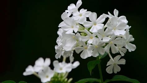 Growing Phlox When Where And How To Plant Phlox Flowers
