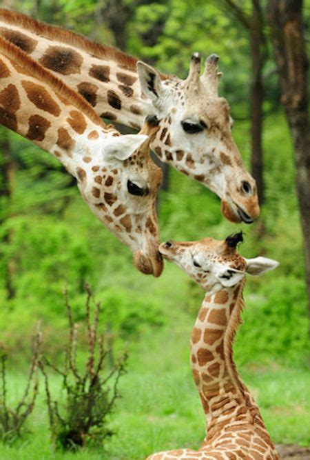 Baby Giraffes 40 Pics