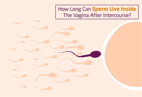 How Long Can Sperm Live Inside The Vagina After Intercourse