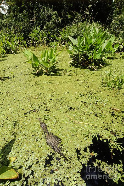 Alligator In Corkscrew Swamp Florida Photograph By Gregory G Dimijian
