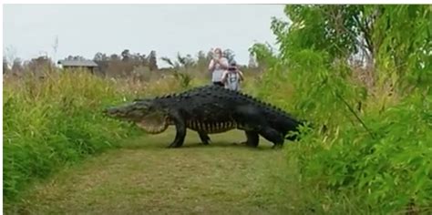 An Enormous Humpbacked Alligator Slowly Crosses A Park Path Oblivious