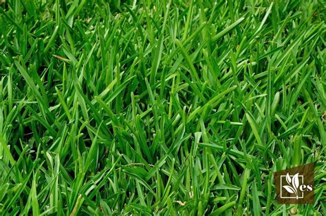 Creeping Red Fescue Pros And Cons What You Need To Know Evergreen Seeds