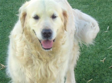 Golden retriever rescue (grr) is a registered animal welfare charity who are committed to the care and welfare, rescue and rehoming of our continual goal is to bring awareness to the general public on the detrimental outcome of puppy farming and the sale of puppies and dogs in pet shops. Bailey - Southern Arizona Golden Retriever Rescue