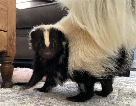 Skunks As Pets A Comprehensive Guide Tamtampetcare