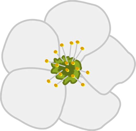 Apple Blossom Clip Art Clip Art Library