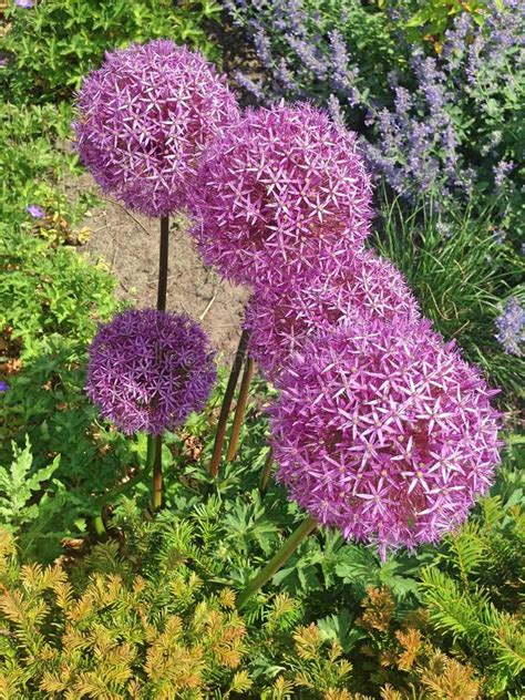 Spherical Allium Flowers In Shades Of Purple Stock Image Image Of