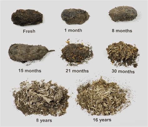 Describe The Appearance Of A Dry Owl Pellet