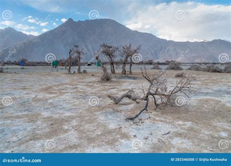 Hunder White Sand Desert In Nubra Valley Ladakh India Stock Photo