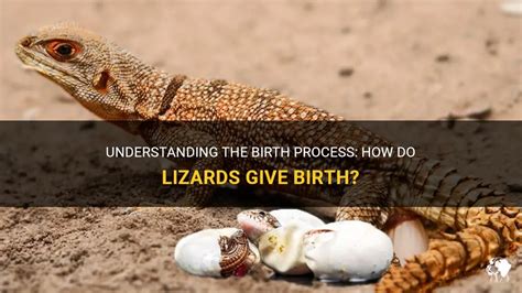 Understanding The Birth Process How Do Lizards Give Birth Petshun