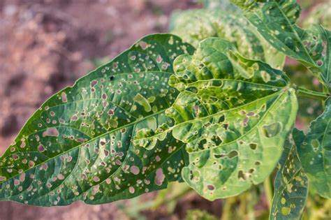 6 Common Plant Diseases And Pests Benchmark Landscapebenchmark Landscape