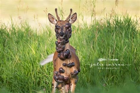Warts And All Minnesota Deer Covered In Tumors Goes Viral Inforum