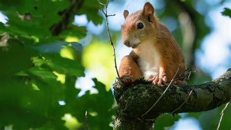 Squirrel Is Sitting On The Branch Of Tree Hd Squirrel Wallpapers Hd