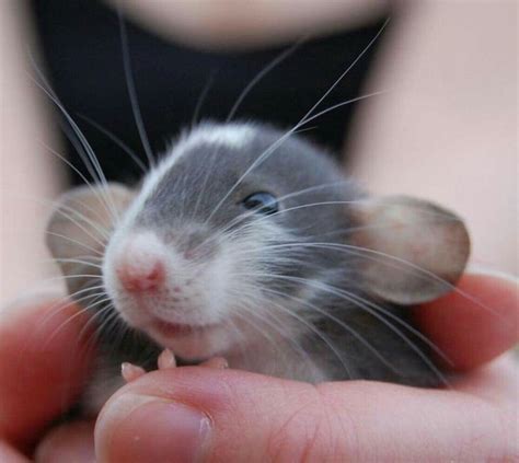 Cute Dumbo Rat Baby Pet Rats Cute Animals Pet Mice