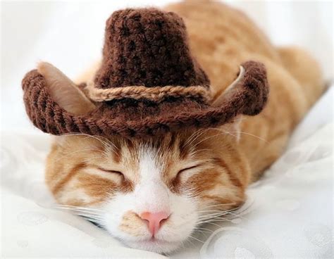 Cowboy Hat For Cats In 2020 Cowboy Hats Cat Bandana Cat Halloween