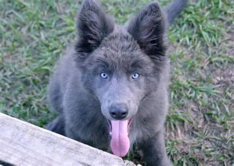 Black German Shepherd With Blue Eyes