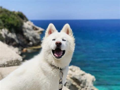 The Charms Of The Unique White Husky K9 Web