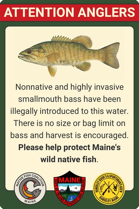 Maine Nonnative Bass Rapid River — Native Fish Coalition