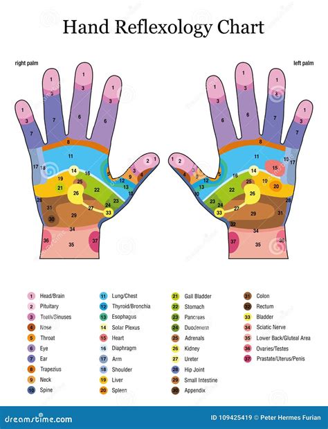 Hand Reflexology Chart Description Outline Cartoon Vector 47617895