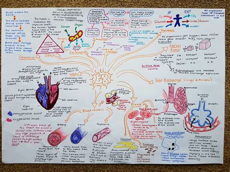 Revision Mindmaps Edexcel Combined Science Biology Paper 2 Teaching