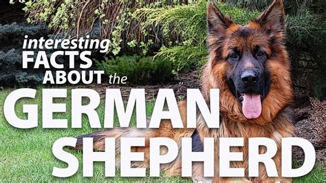 Interesting Facts About The German Shepherd Youtube
