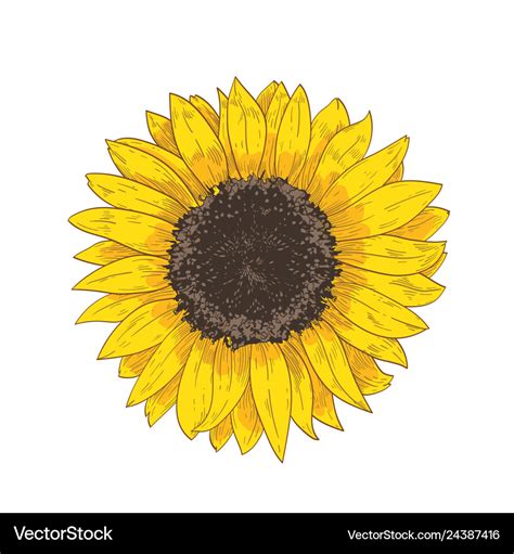 Elegant Natural Realistic Drawing Sunflower Vector Image