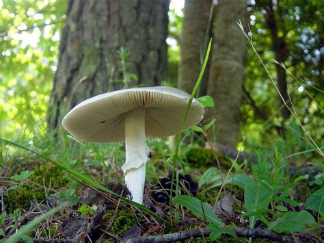 White Mushroom Showing Gills Just A White Mushroom Taken Flickr