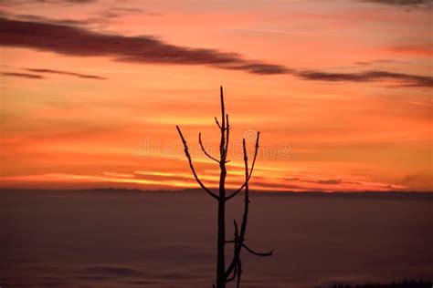 A Lone Tree At Sunset Stock Photo Image Of Covered 117496976