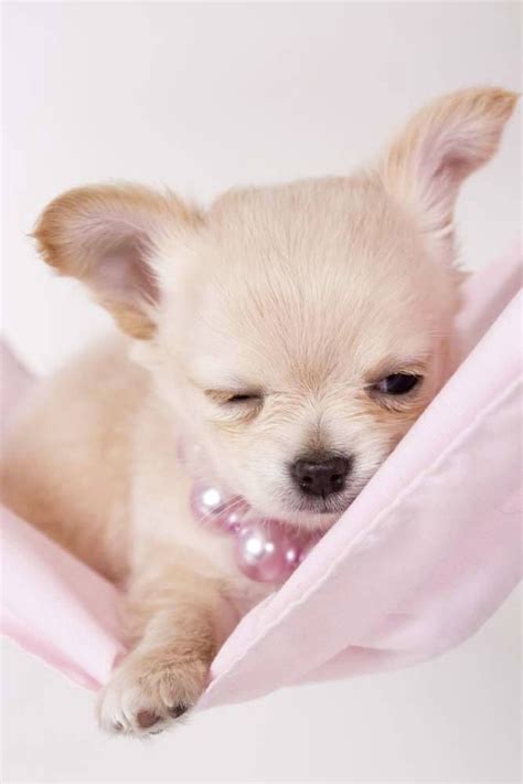 Chihuahua Cutest Pets Lovers