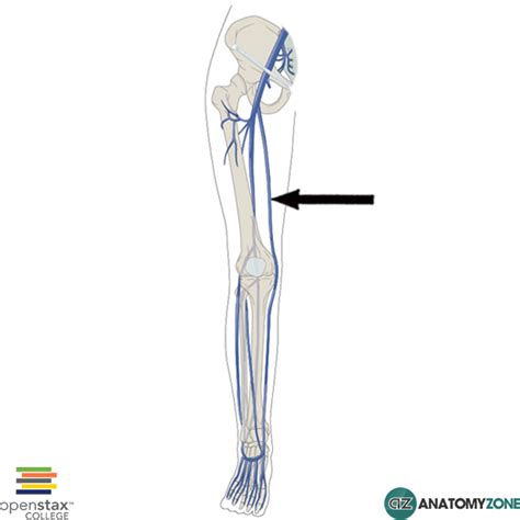 Great Saphenous Vein Anatomy