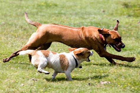 How Risky Is It For Large And Small Dogs To Play Together Video My