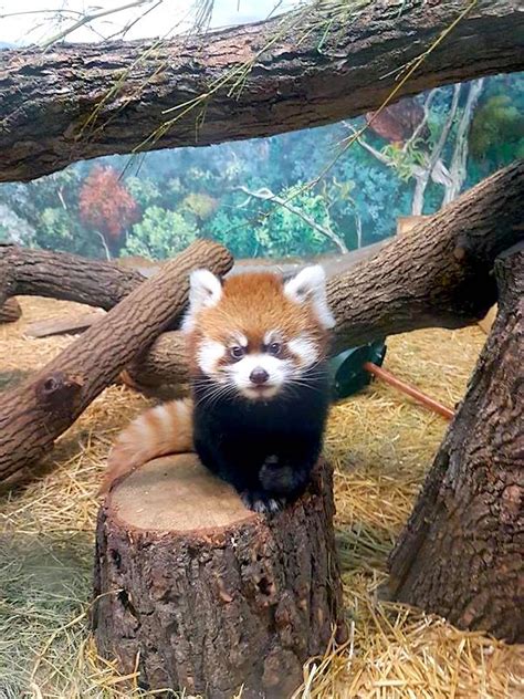 Assiniboine Park Zoo Asks Public To Help Name Red Panda Cub Chrisdca