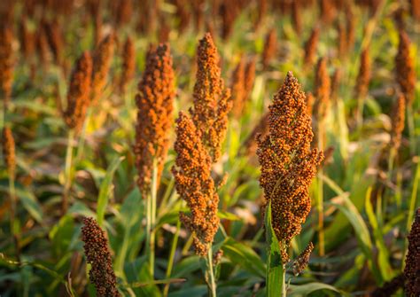 Scientists Discover How Sorghum Controls Genome To Survive Drought