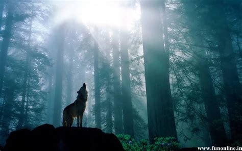 Download Sunlight Through Dark Forest Wolf Wallpaper
