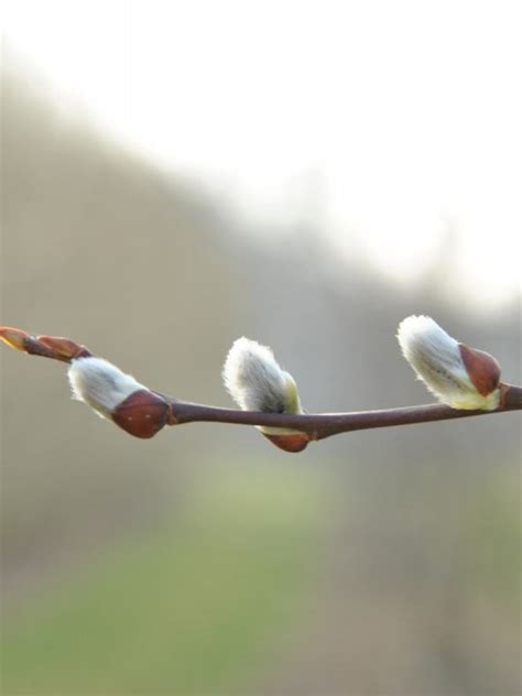 Salix Caprea Goat Willow Great Willow Pussy Willow Sallow Willow