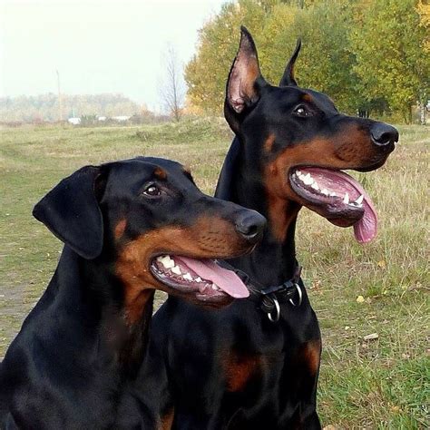 Cropped And Natural Ears Doberman Pinschers Just Look Sweeter And More