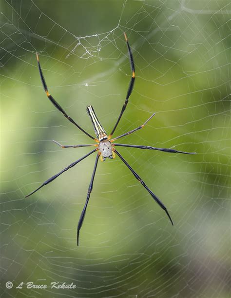 Spiders The Ultimate Predator Wildlife Photography In Thailand And